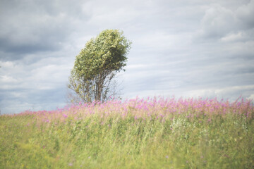 Tree against the blue sky. Photo in gentle colors in the style of Provence.