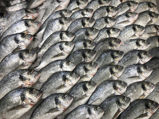 Raw fresh gilt-head bream fish on mediterranean market counter