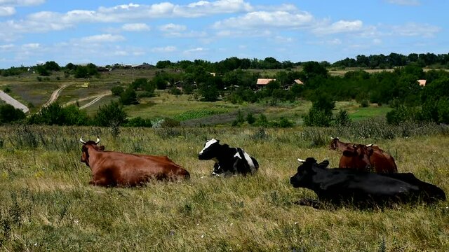 A herd of cows graze in a meadow. View of the village. Ukraine.