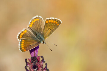 La morena (Aricia cramera) , mariposa posada en la flor con las alas abiertas.