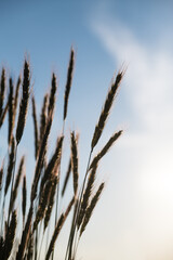 Fototapeta premium Ripe wheat ears on blue sky background macro. Agricultural landscape. Shallow depth of field