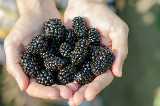 A Woman Holds Fresh Juicy Blackberries In Her Hands.