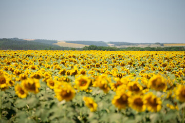 Photo of a summer field of blooming sunflowers. Real field