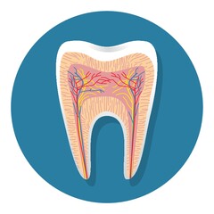 tooth with nerves