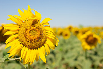 Photo of a summer field of blooming sunflowers. Real field