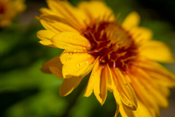 yellow flower