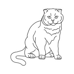 cat
