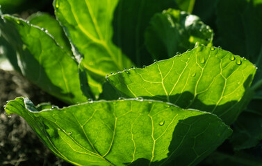 Leaves of cabbage with water drops in a garden. Shallow depth of field