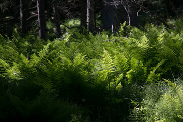 Big fern in forest