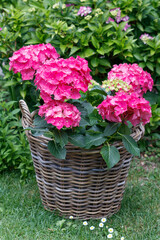 Hydrangea macrophylla Endless Summer in Pink im Korb