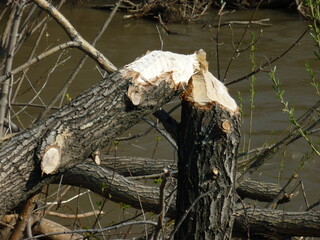упавшее дерево