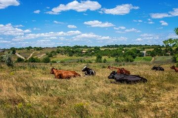 A herd of cows graze in a meadow. View of the village. Ukraine.
