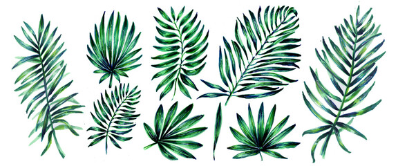 Set of tropical leaves. Botanical watercolor illustrations of the jungle, floral elements. Collection of exotic palm leaves isolated on a white background. Beautiful illustration for textiles.