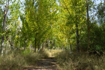 Fototapeta na wymiar Poplar forest with green leaves