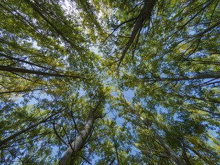 Poplar forest with green leaves