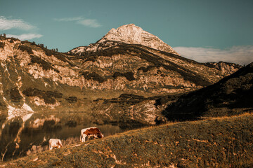 beautiful lake Wildensee in Alpine mountains with cow
