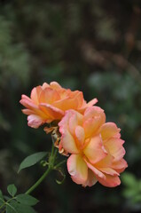 orange rose flower in garden