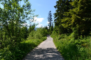 Fototapeta na wymiar A mountain green trail to the Rusinowa glade (Rusinowa Polana) on Tatra mountains, Poland