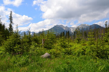 A mountain view from the green trail to the Rusinowa glade (Rusinowa Polana) on Tatra mountains, Poland. View with trees broken by strong winds © PaulSat