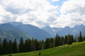 Fototapeta na wymiar A herd of sheep grazing on a Rusinowa Polana in the High Tatras, poland. View of the meadow and mountain peaks. Summer day, Podhale, Poland