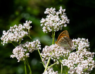 Orange butterfly 