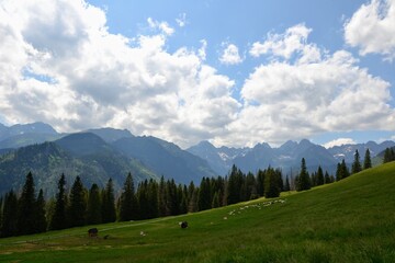 Fototapeta na wymiar Tatra Mountains - Rusinowa Polana (Rusinowa Glade), Tatra National Park, Poland
