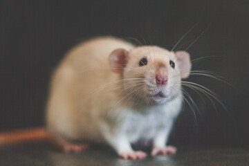 White cute dumbo rat boy with black backgound