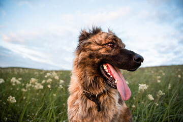 The Asian shepherd is a big loyal dog for territory and herd protection.