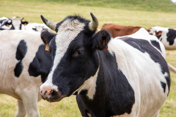 Vaches près du village d'Apchon dans le département du Cantal en Auvergne - France
