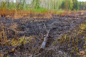 After wildfire  with dust and ashes..Global warming, save planet, protect forests, conserve...