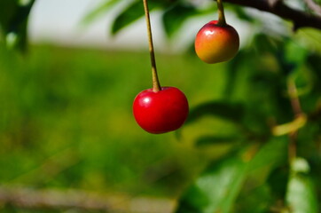Fresh organic cherries hanging in the cherry tree. Close-up on ripe cherry fruits on a tree branch, ready for picking. Bunch cluster of red cherries.