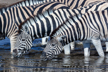 Fototapeta na wymiar Plains Zebra drinking at a waterhole - Namibia