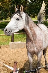 Fototapeta premium Young white grey horse in a fenced paddock