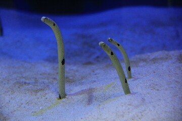 海底の砂地から細長い体を半分ほど出しているチンアナゴ３匹