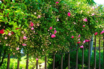 Roses are blooming over the fence.