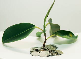 Fototapeta na wymiar green plant grows through iron money coins on a white background