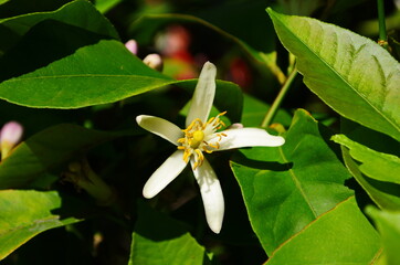 Lemon flowers, lime flowers, citrus limonium, macro flowers