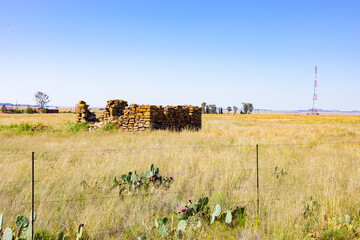 Prickly Pear Cactus growing by the side of the highway in rural South Africa