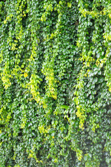 green ivy on wall 