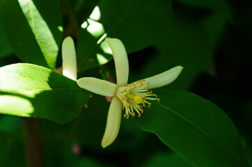 Lemon flowers, lime flowers, citrus limonium, macro flowers