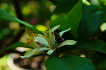 Lemon flowers, lime flowers, citrus limonium, macro flowers