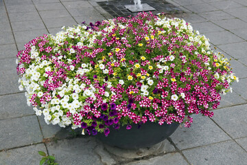 Various summer white and red petunia flowers  blooming in metal ctreet city flowerpot