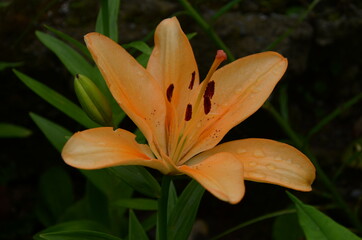 Fototapeta premium Brightly orange lily flowers. Beautiful flowers with orange petals.