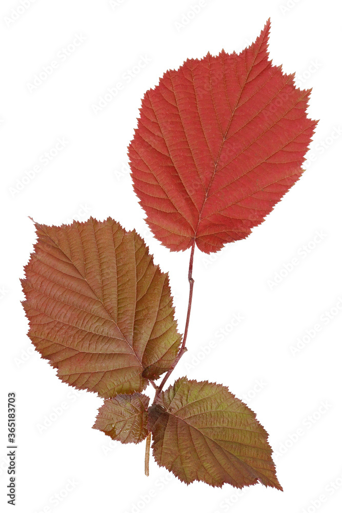 Wall mural spring leaves of a hazelnut have a rich red color isolated macro