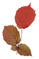 Spring leaves of a hazelnut have a rich red color isolated macro