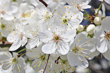 Blossom white spring cherry flowers  on twigs background  macro