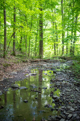 Tree is reflected in a woodland stream. High quality full frame photo of green forest and stream with copy space. selective focus, natural light.