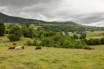 Fototapeta na wymiar Vaches de race Salers près du village de Cheylade dans le Cantal en Auvergne - France