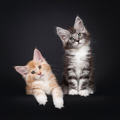 Duo of two cute Maine Coon kittens, laying / sitting beside eachother. Looking beside camera with cute head tilt. Isolated on black background.