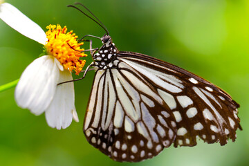 Fototapeta na wymiar black and white butterfly on a flower